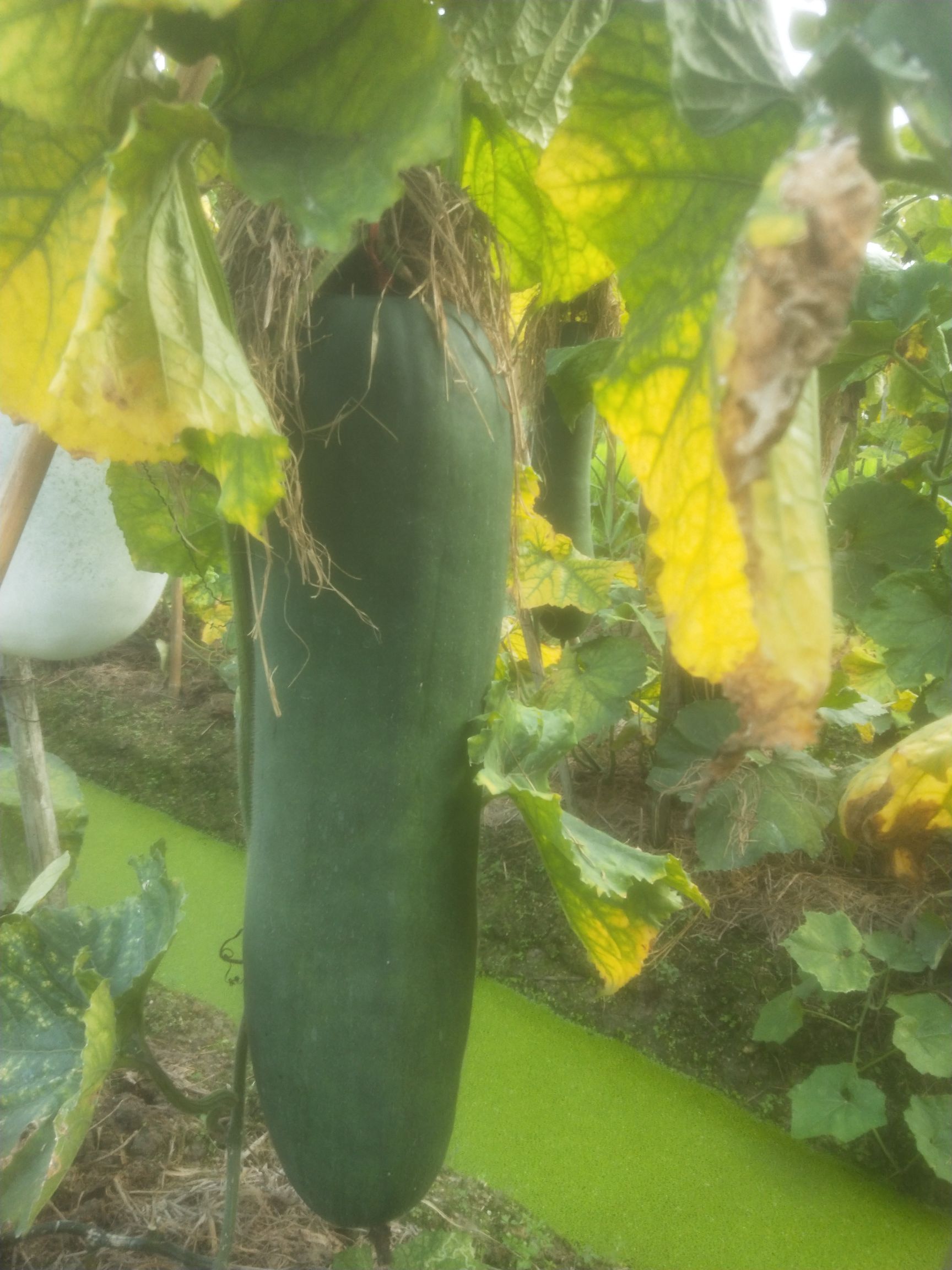 广东黑皮冬瓜，吊瓜！15到30斤以上，形状漂亮质量好