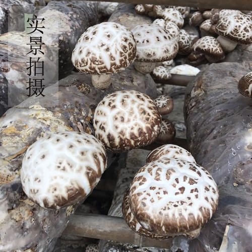 河南花菇花菇干货干蘑菇