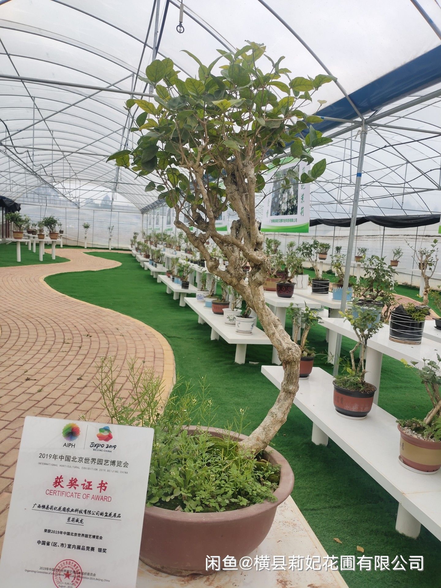 双瓣茉莉 茉莉花盆栽老桩矮花卉植物室内阳台客厅好养易活四季绿植盆景