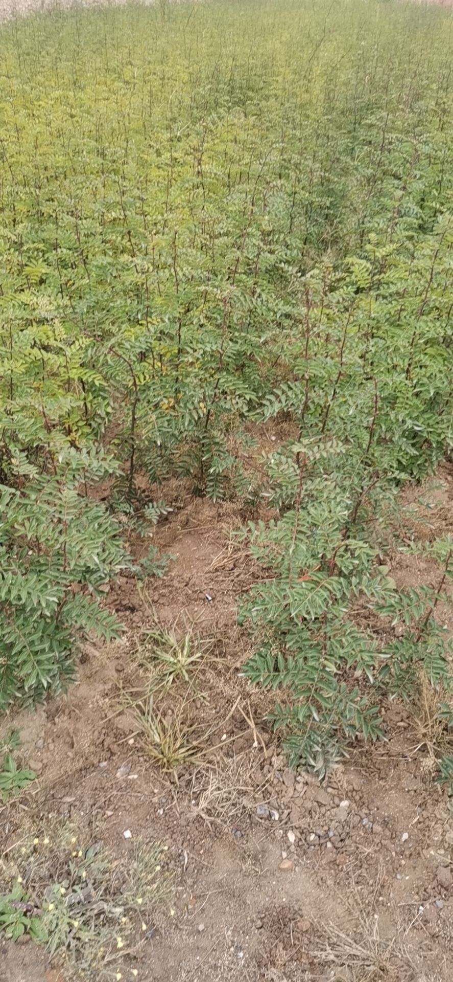 南强一号花椒苗 两年实生苗木，成活率高，颗粒大，色泽饱满。