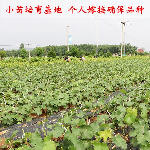 葡萄苗夏黑葡萄苗葡萄树苗早熟当年结果爬藤盆栽地栽南北方种植