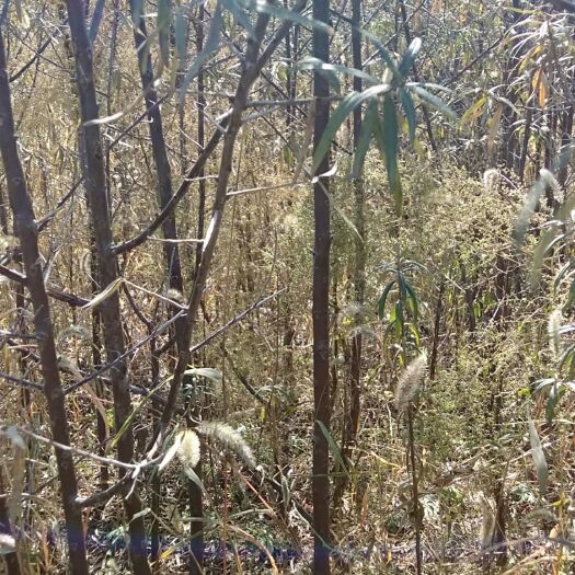 朝阳沙柳  出售:2－4年生大果沙棘苗；2年生中华沙棘纯雌苗