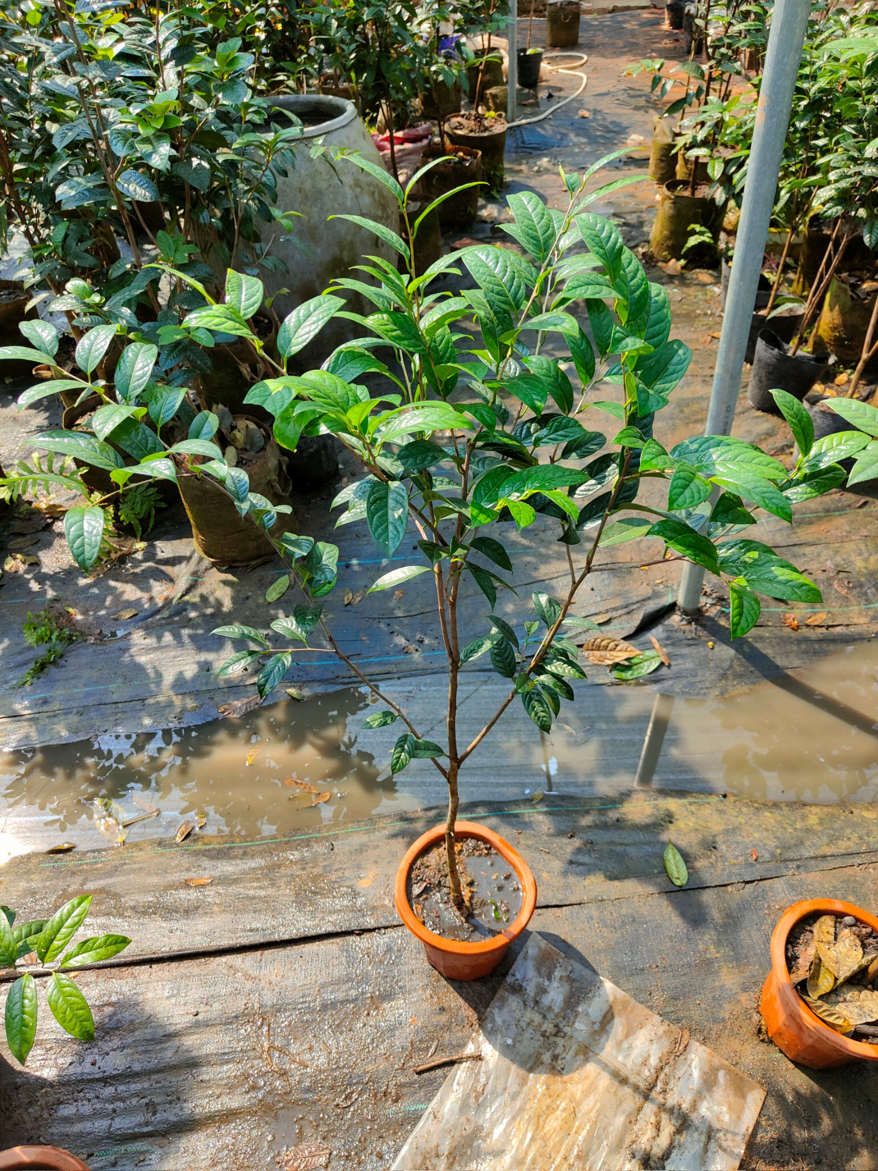 金花茶盆栽金花茶苗防普金花茶当年可开花