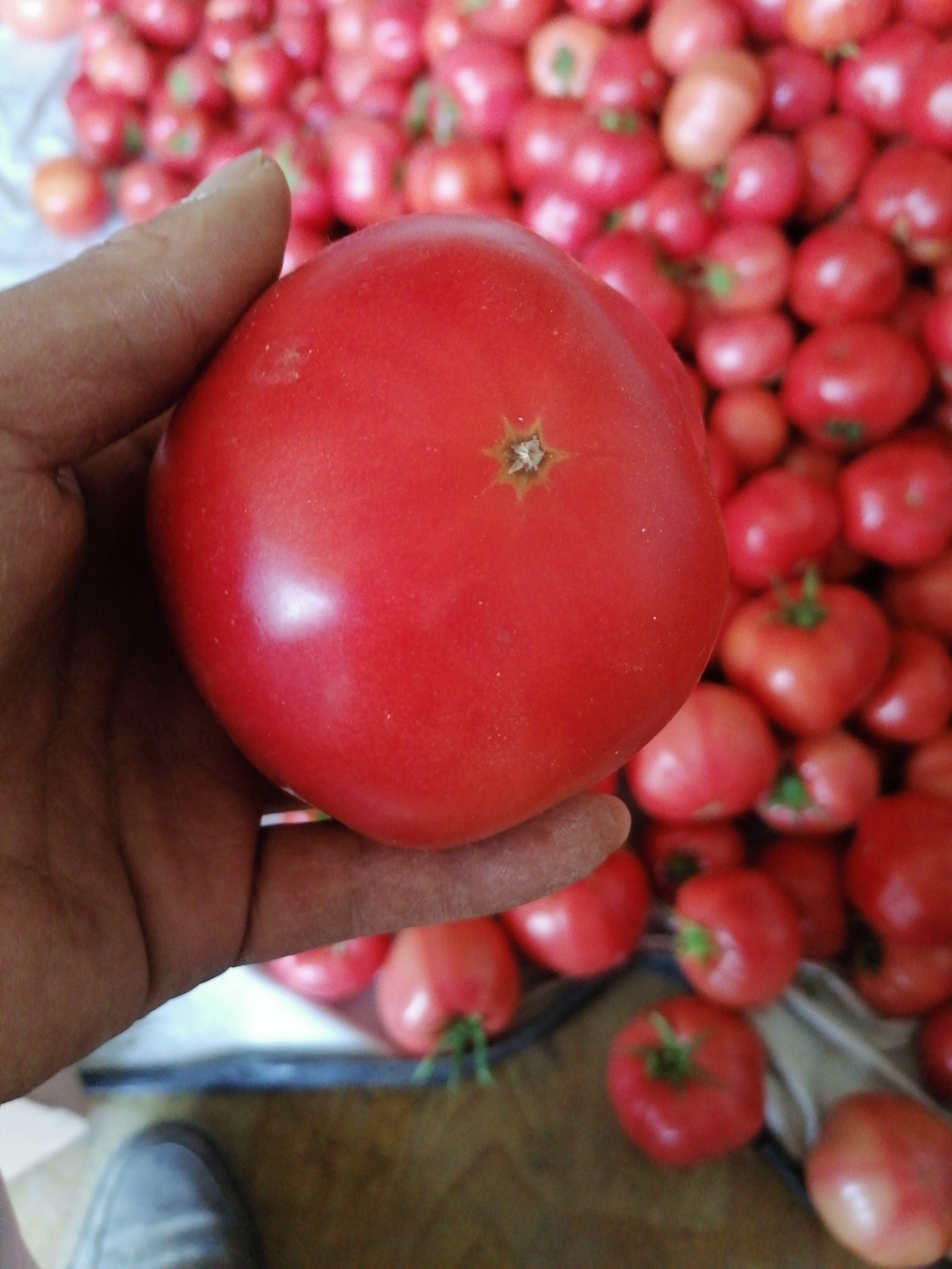 硬粉西红柿 新开棚1块钱