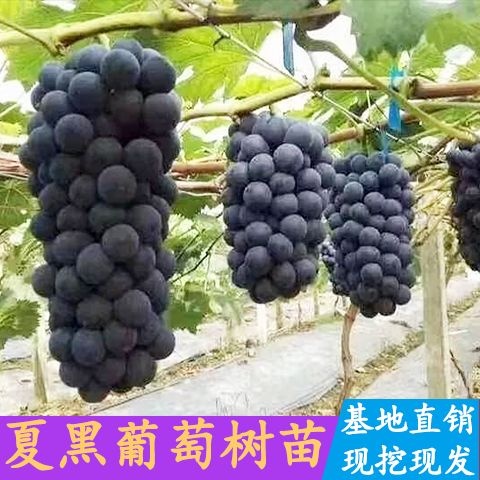 灵山县葡萄苗夏黑葡萄苗葡萄树苗早熟当年结果爬藤盆栽地栽南北方种植