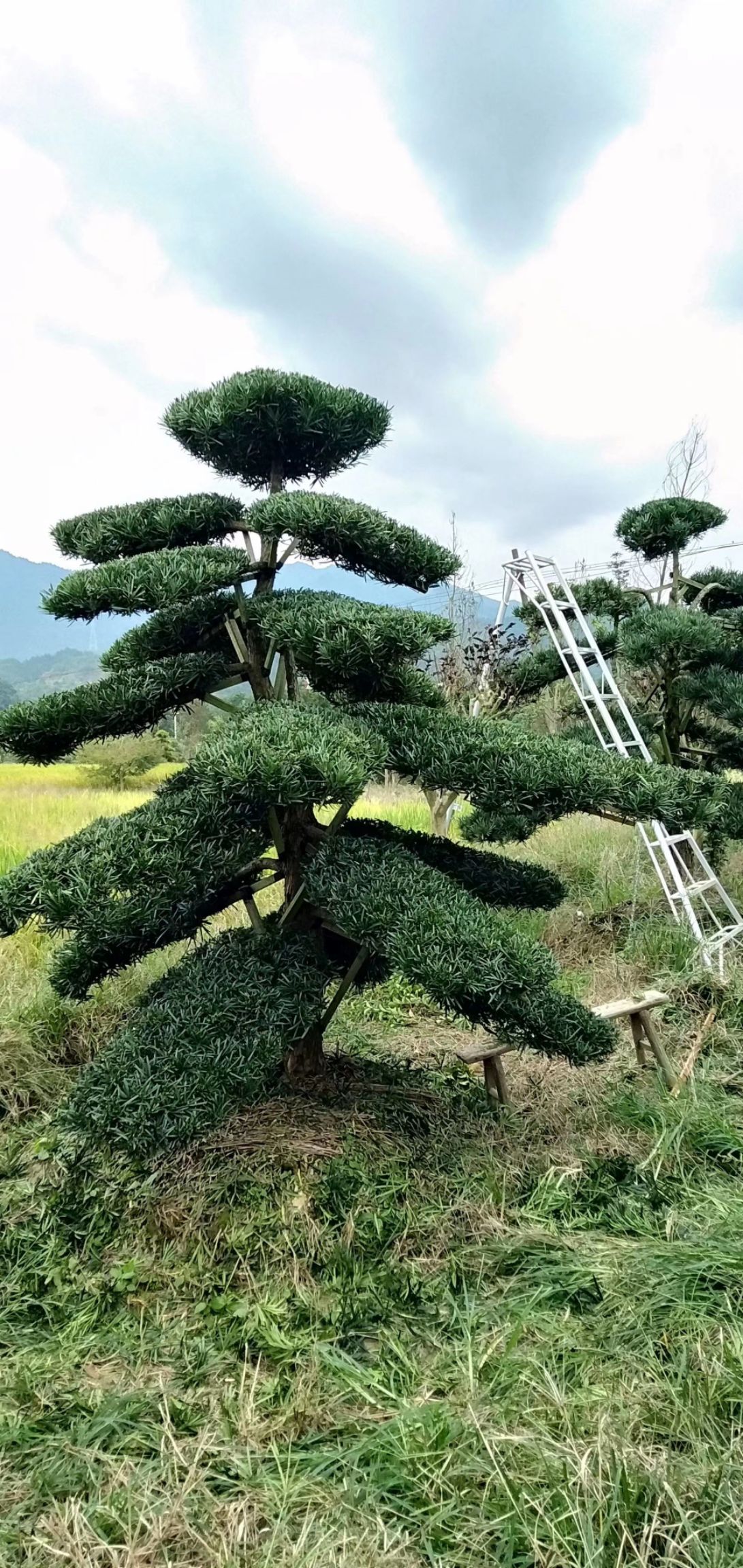 造型罗汉松  罗汉松