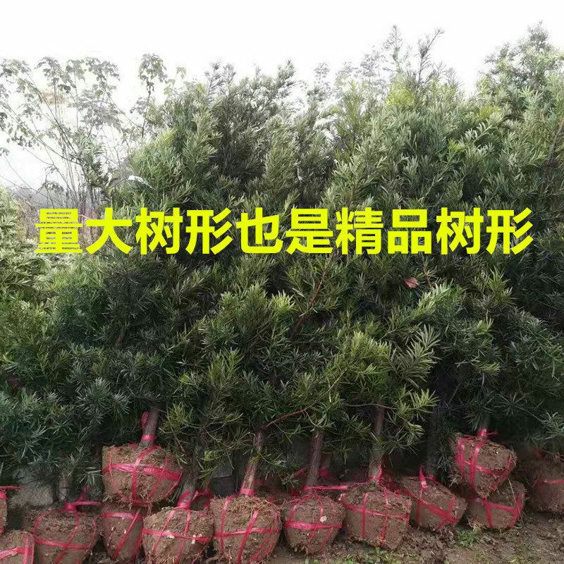 小叶罗汉松  罗汉松风景树