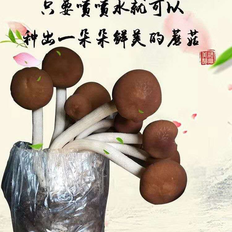 茶树菇菌种  茶树菇茶新菇菌种出菇菌包家庭室内大蓬种植新鲜蘑菇食用菌菌