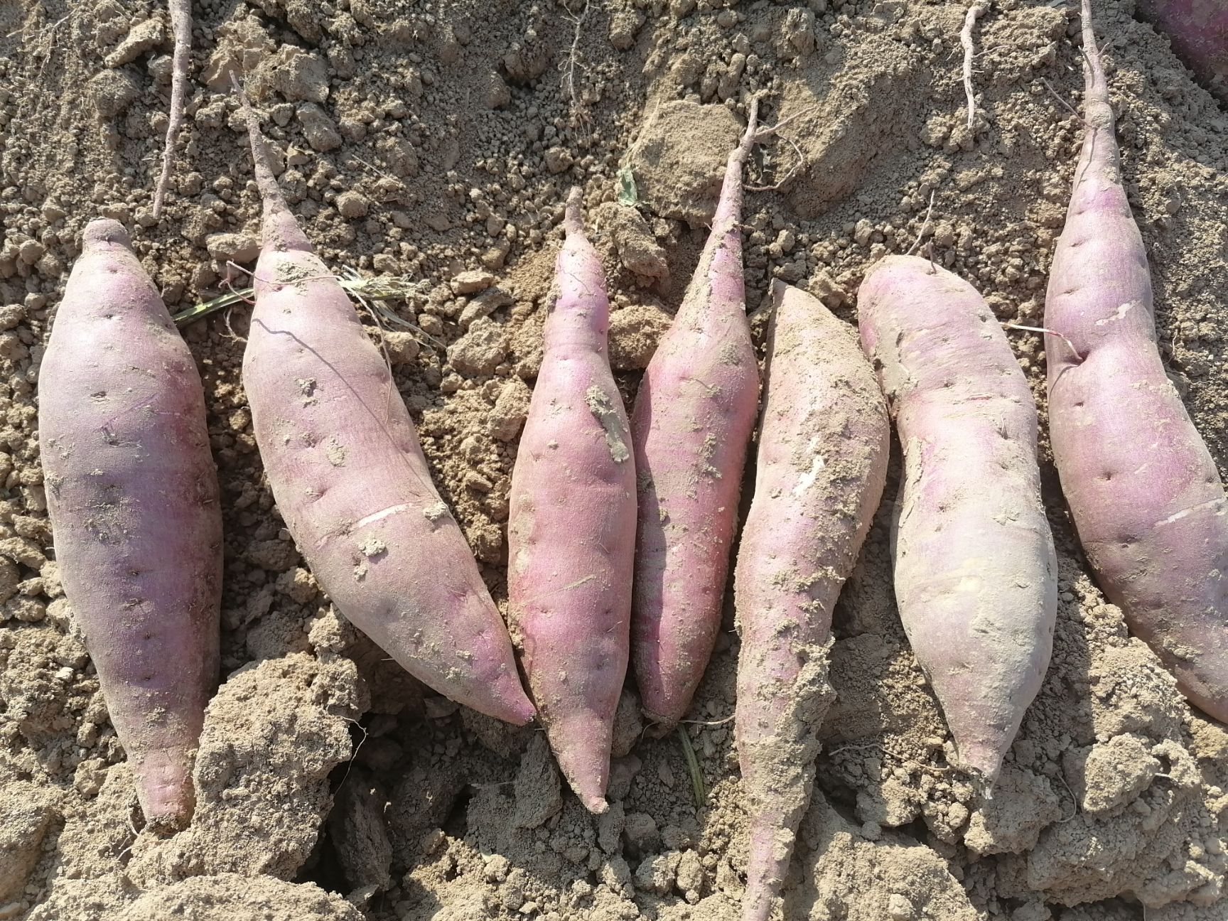 济薯  商薯19大量出售要的联系