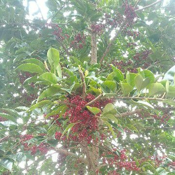 红果冬青，铁冬青