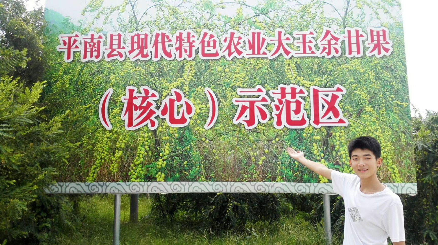 余甘果苗  大玉余甘纯正嫁接苗，余甘子苗 油甘果苗、牛甘果、大果滇橄榄苗