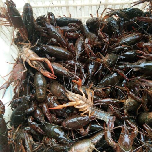 潜江市小龙虾  精品小青3～4钱