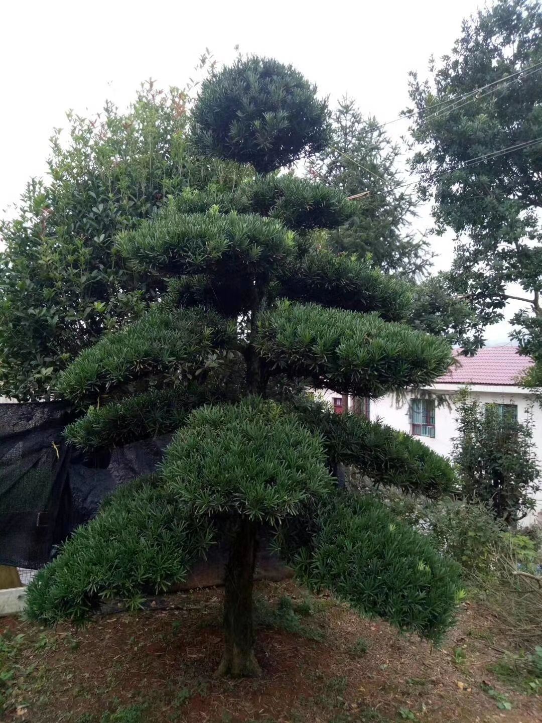 造型罗汉松  罗汉松