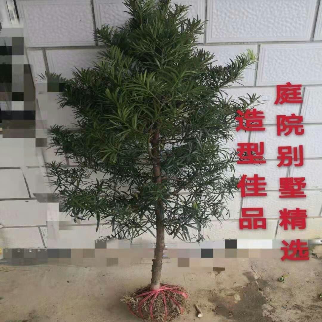 小叶罗汉松  罗汉松风景树