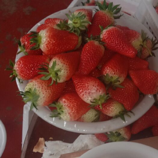 济南新鲜甜宝草莓批量出售