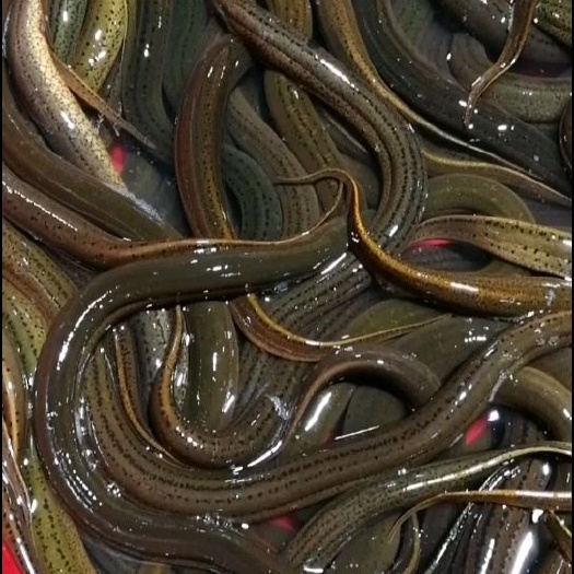 广州正大9号黄鳝  水产→黄鳝→自产自销/品质/数量有保障，鲜活到家，欢迎采购