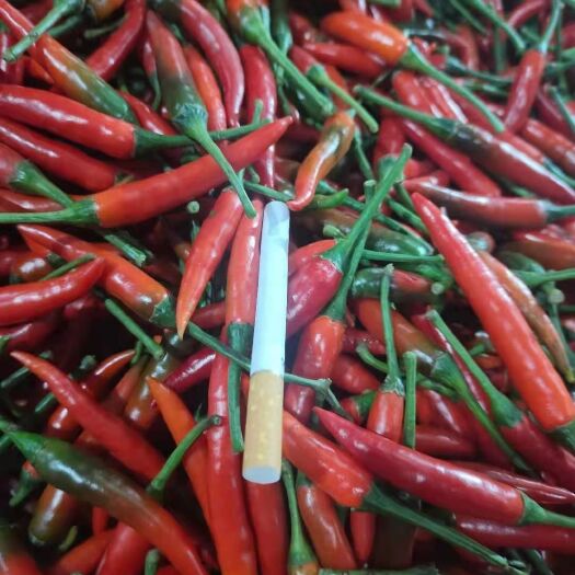 南宁 辣椒朝天椒小米辣小红辣椒现摘现发新鲜不打冷保证质量货源充足