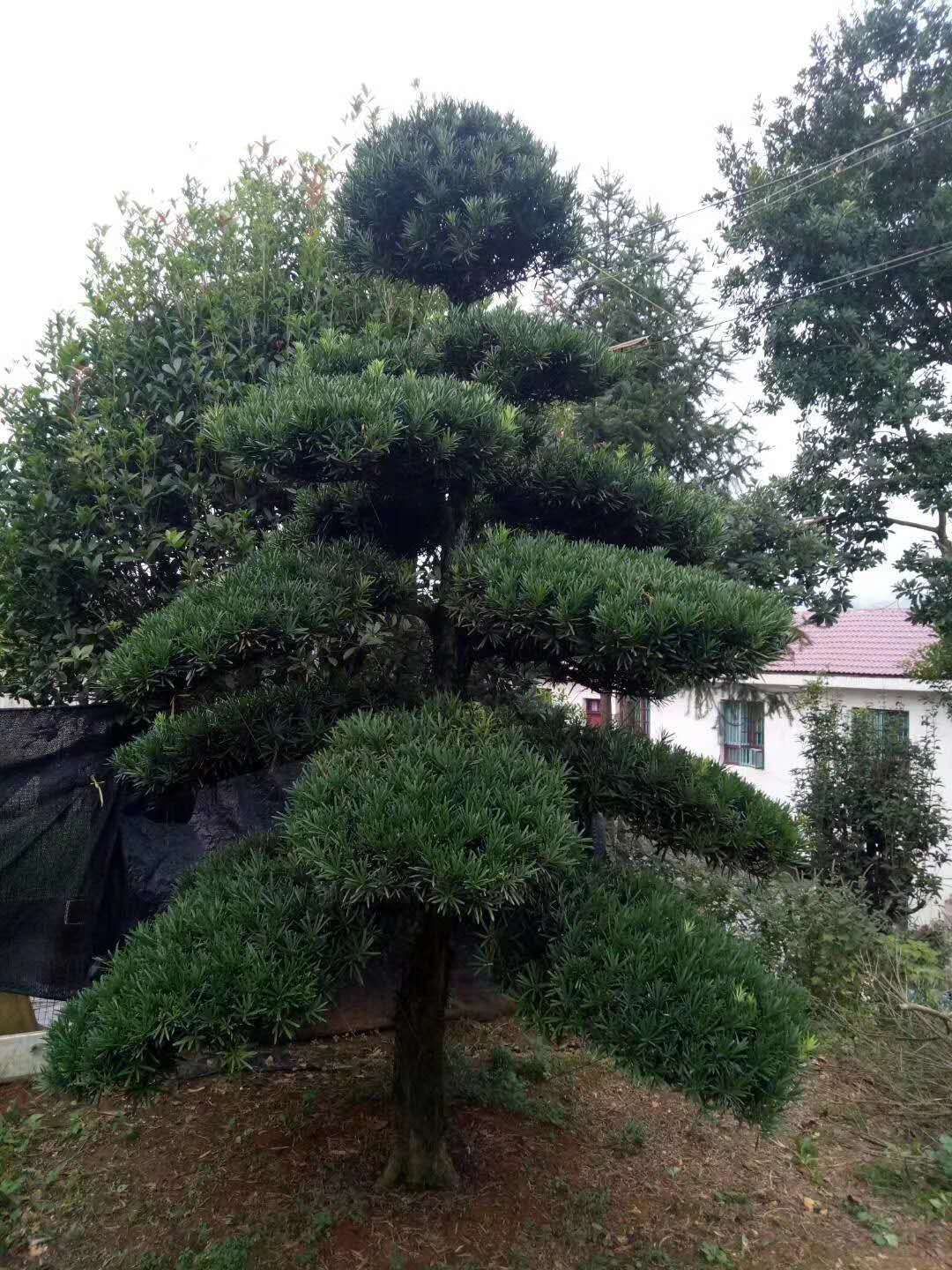 造型罗汉松  罗汉松