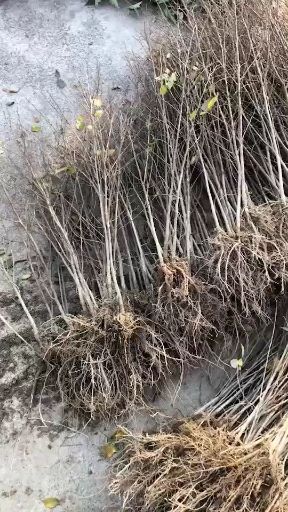 蛋白桑苗 实生苗 裸根苗