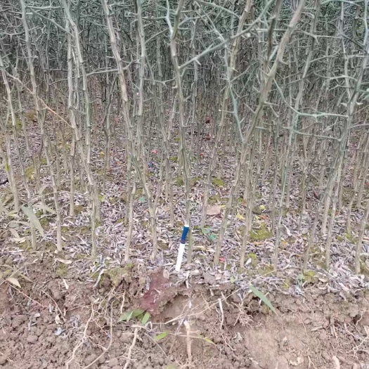 阳朔县枳壳苗，福建品种，无刺主干高，方便嫁接，用于嫁接各种柑橙柚橘