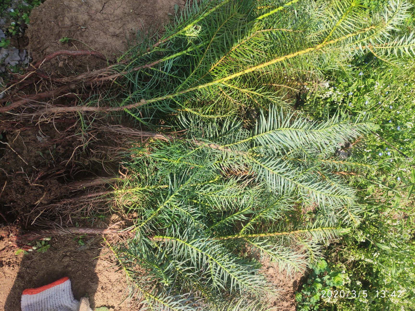 刺杉 沙树苗，各种规格