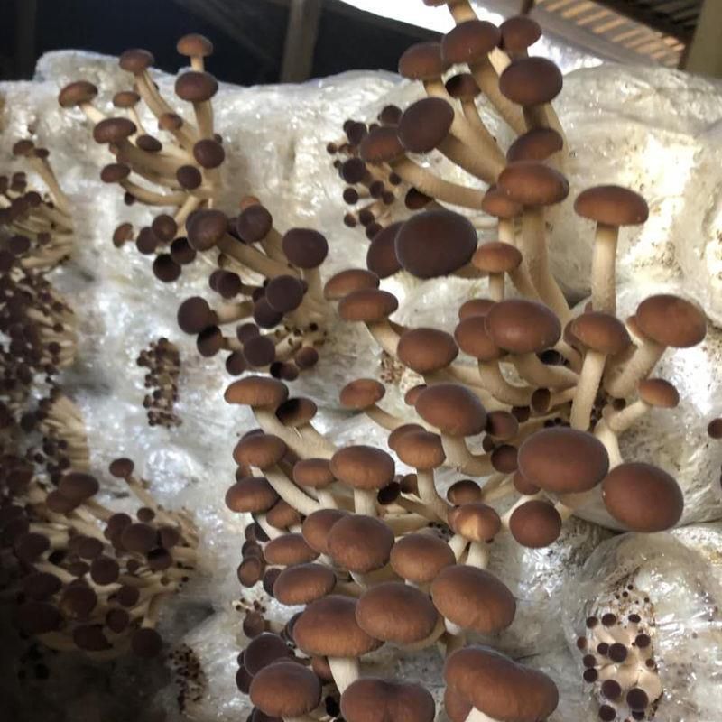 茶树菇菌种  茶树菇茶新菇菌种出菇菌包家庭室内大蓬种植新鲜蘑菇食用菌菌