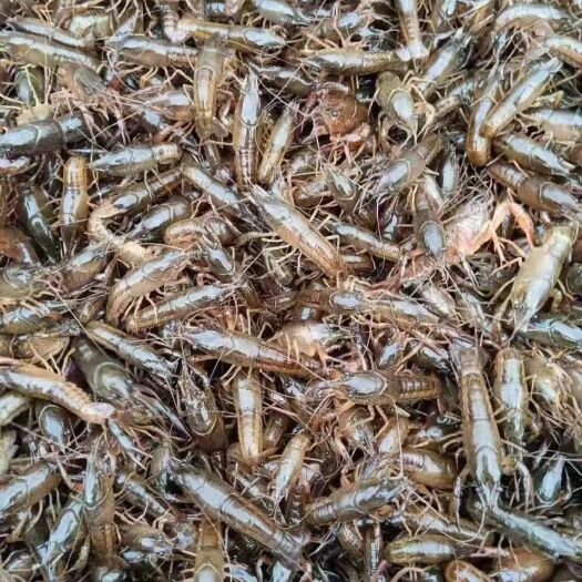 潜江市关山苗场出售优质纯青虾苗120-160尾