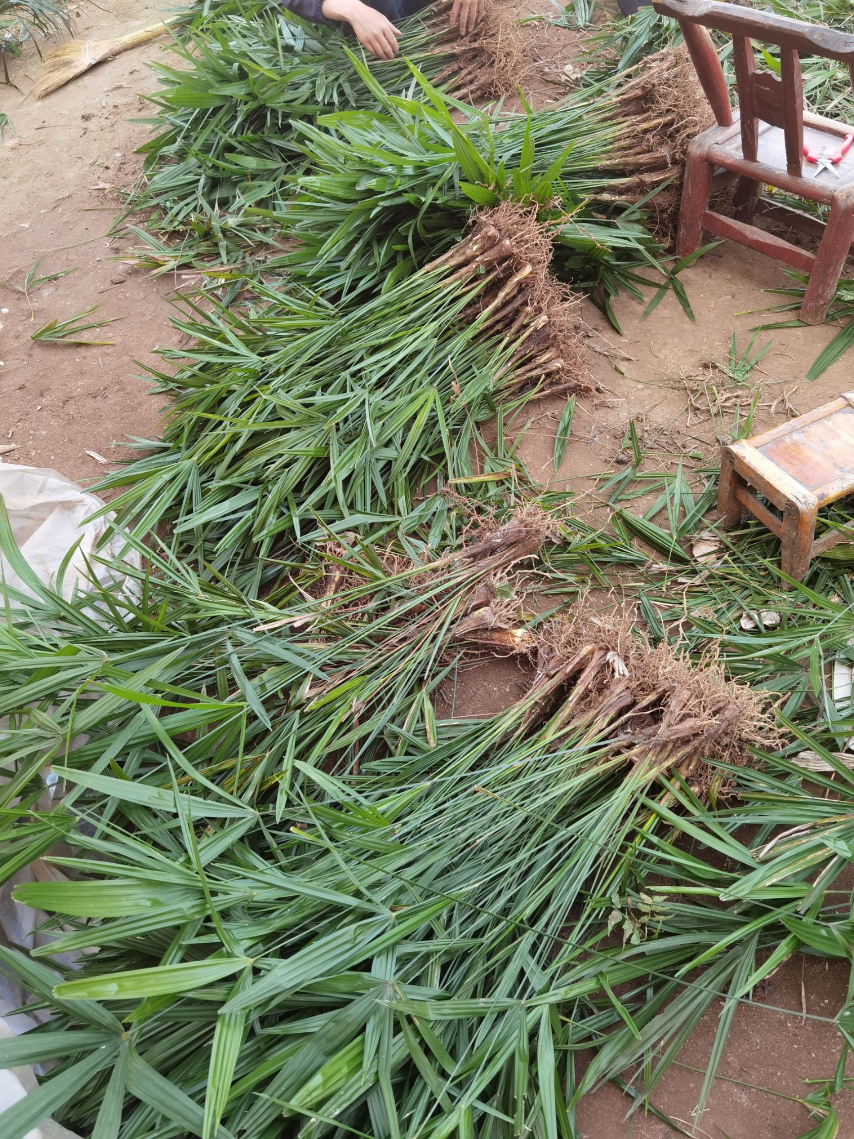 棕树苗 棕苞苗 棕榈树苗 苗 易成活 现挖现发