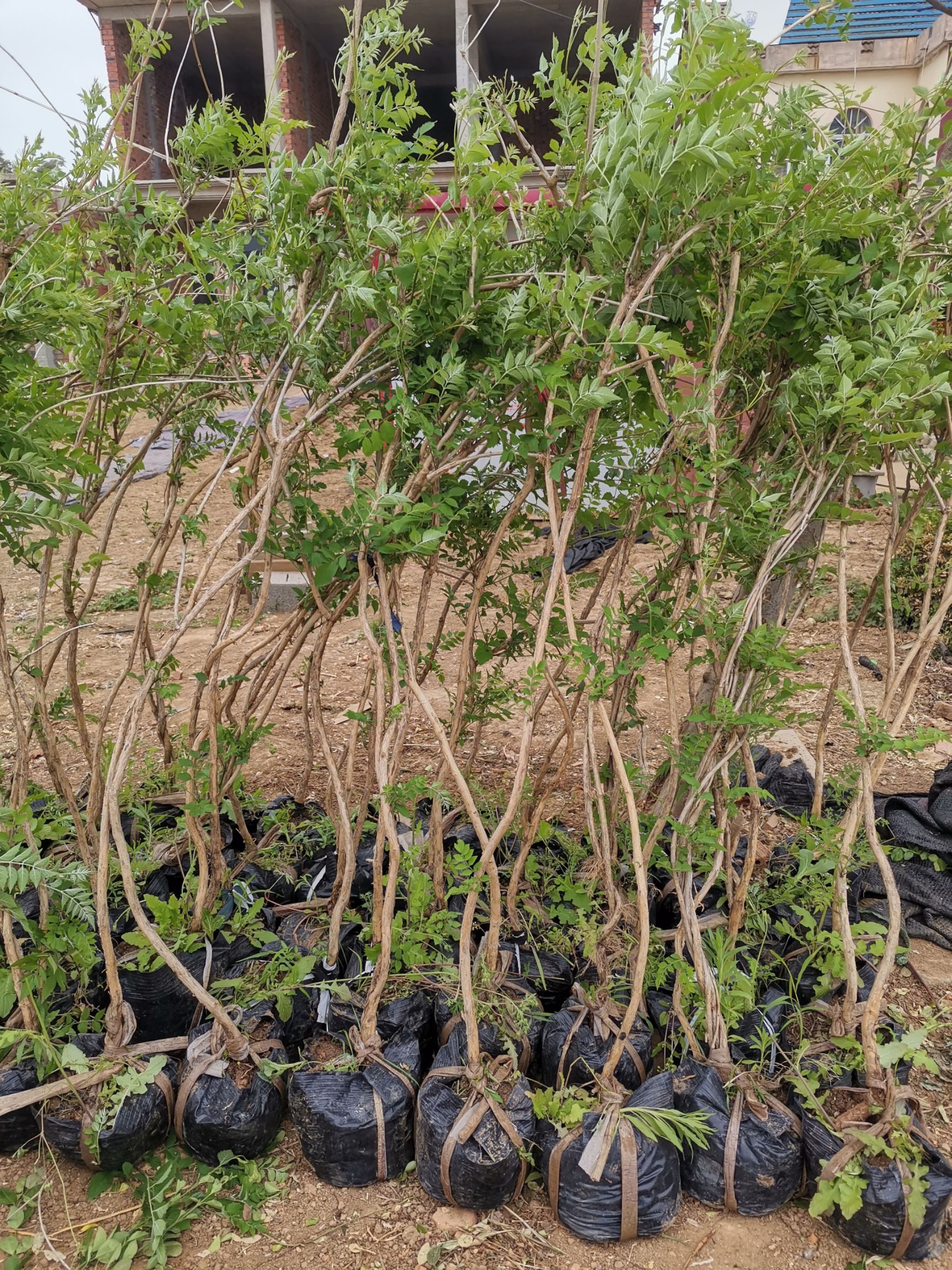 黄杨，瓜子黄杨，小叶黄杨。