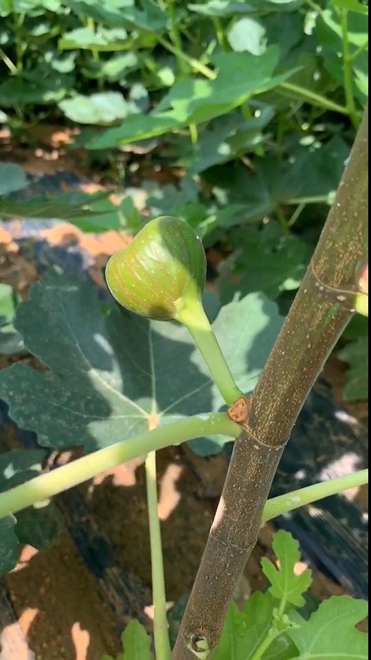 波姬红无花果苗金傲芬，布兰瑞克无花果