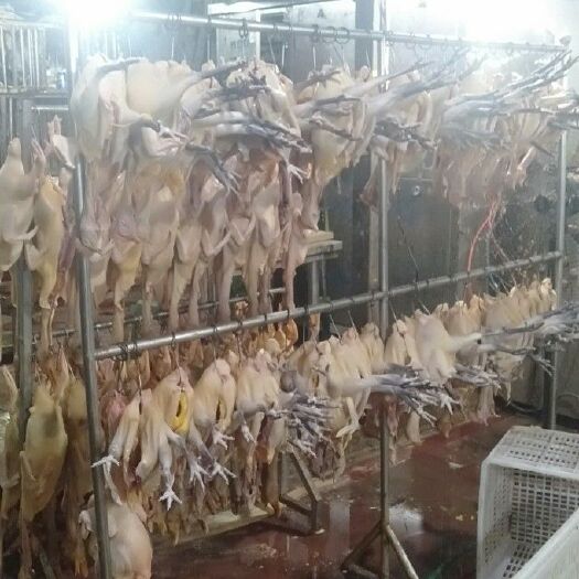 重庆市白条鸡 跑山土鸡，全部放养，营养丰富，鸡肉真香，欢迎选购