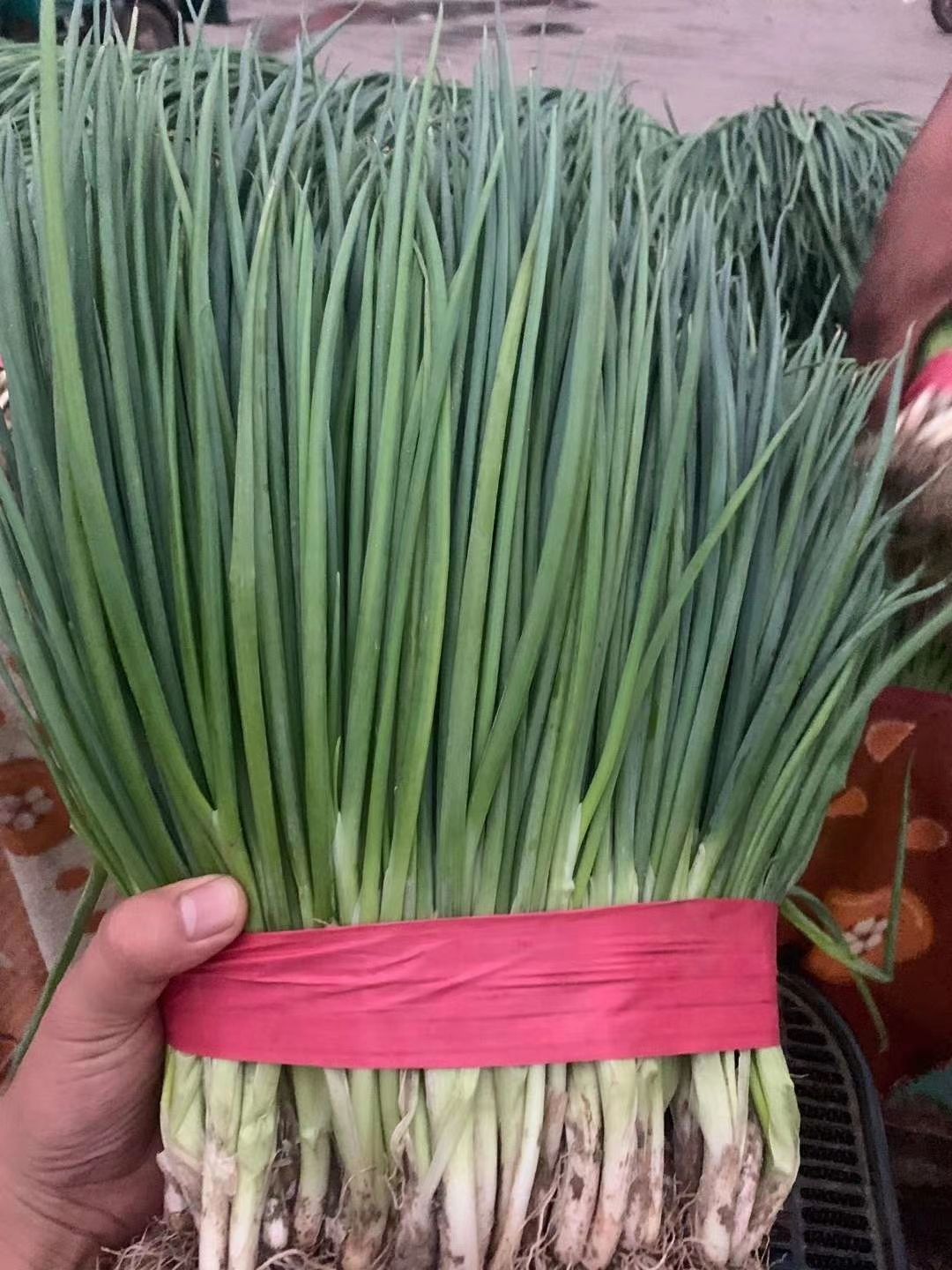 精品香葱大量供货中！