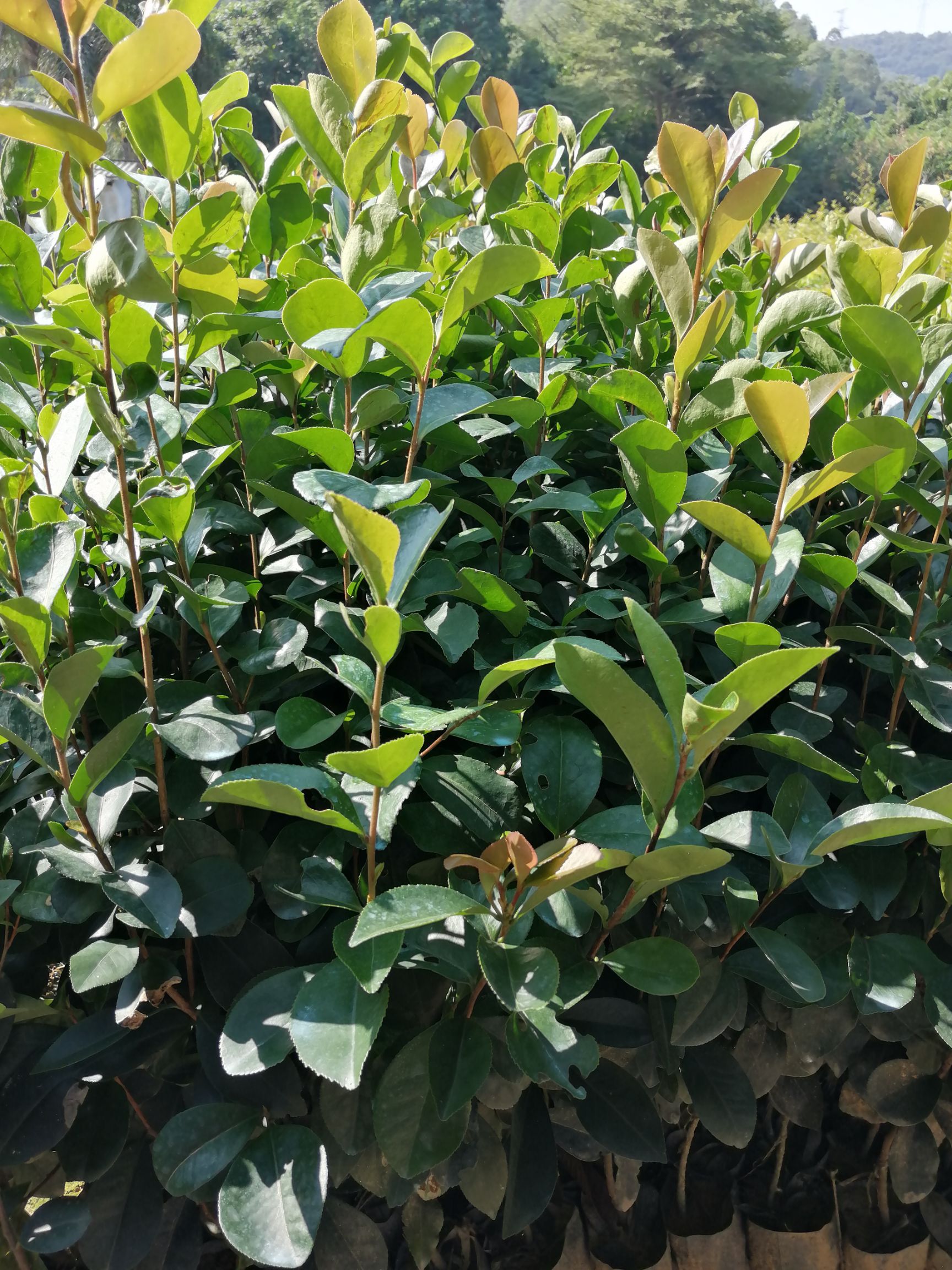 大叶种茶树苗  白花油茶，红花油茶，软支油茶，山油茶，多果油