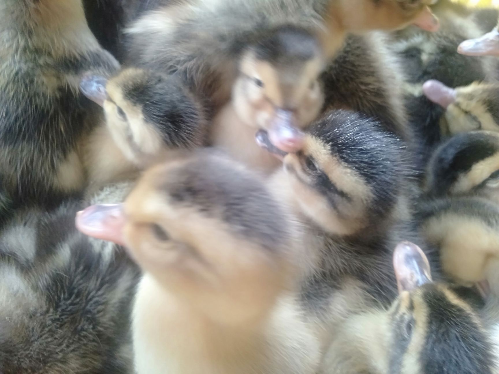 麻鸭苗  造形造势不如造就自己 老板 你需要的我这里都有 等你来确认