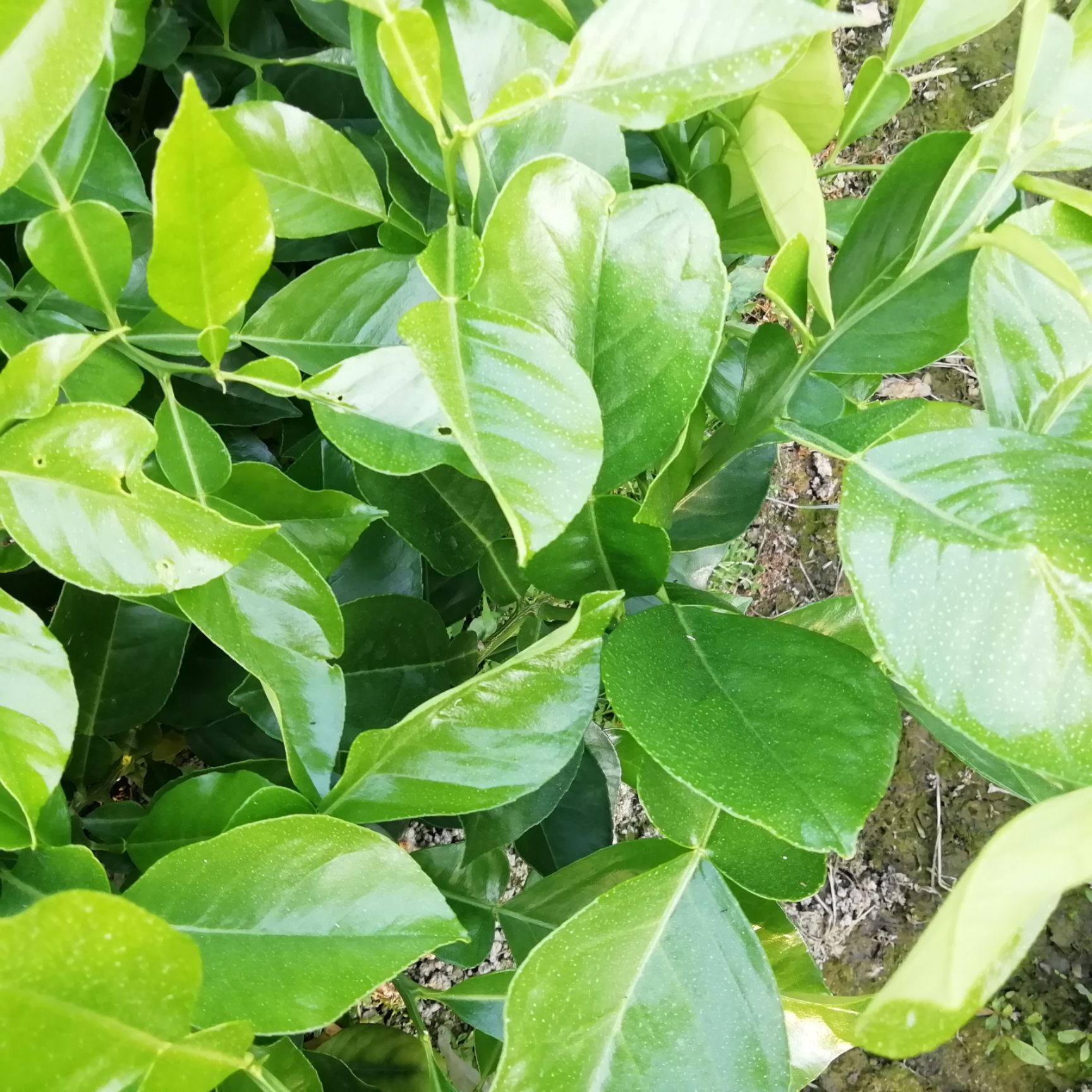 三红蜜柚苗  泰国三红柚外表亮丽鲜红肉质深红水份足甜度高具有很高的经济效益