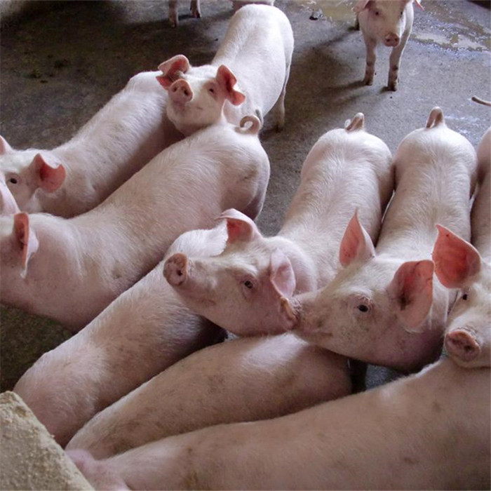 仔猪批发,出售三元仔猪