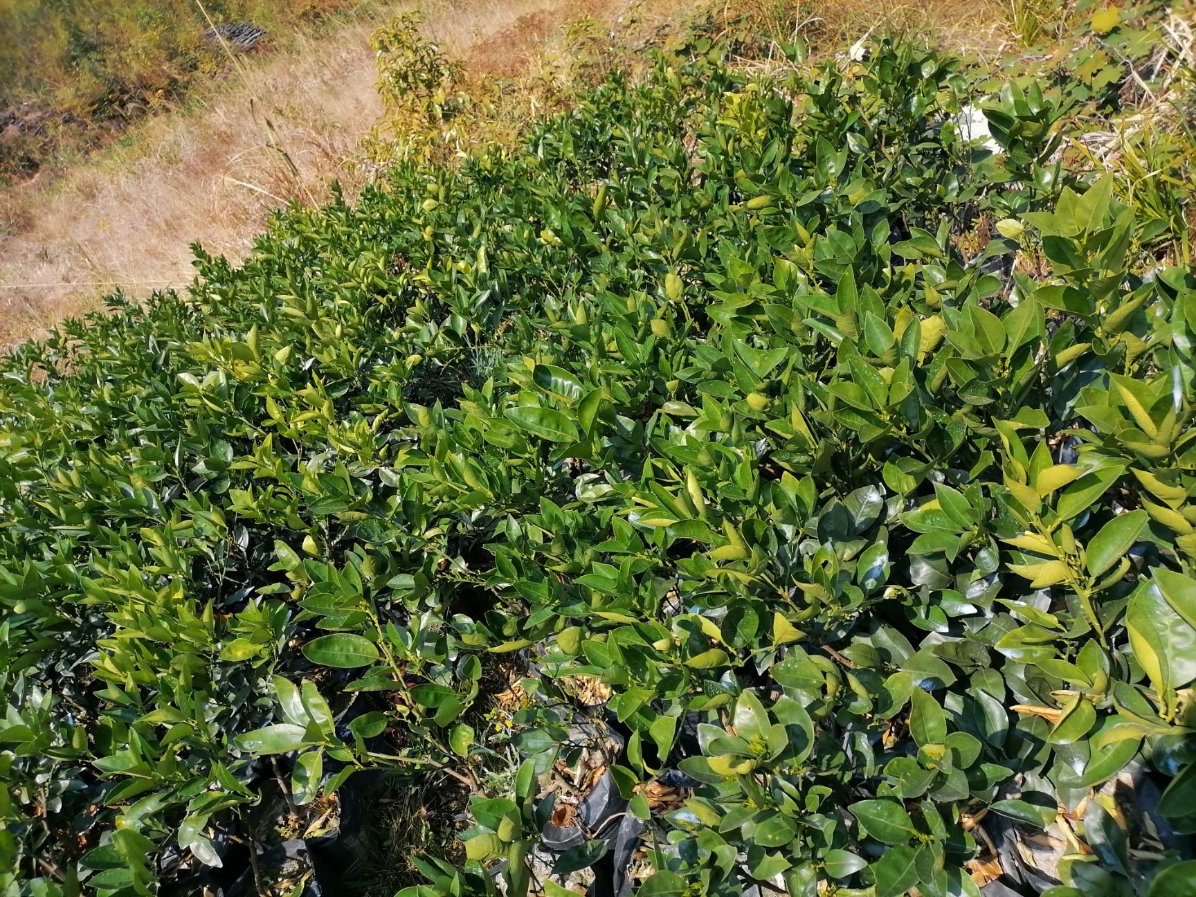 伦晚脐橙苗 伦晚，耐寒耐汗，根须好，零下3度不盖膜对果子没有伤害