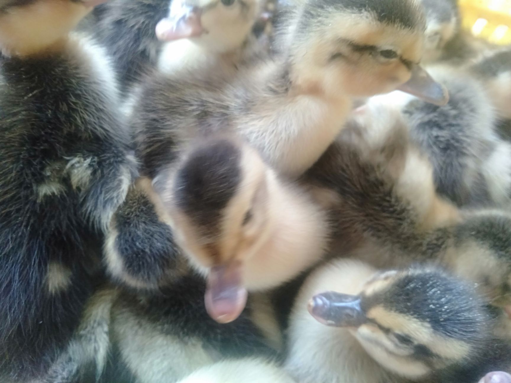 麻鸭苗  造形造势不如造就自己 老板 你需要的我这里都有 等你来确认