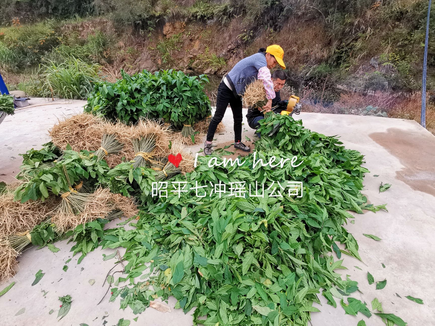 黄花倒水莲种苗 供应黄花倒水莲苗，观音串苗，倒吊黄，农户直销