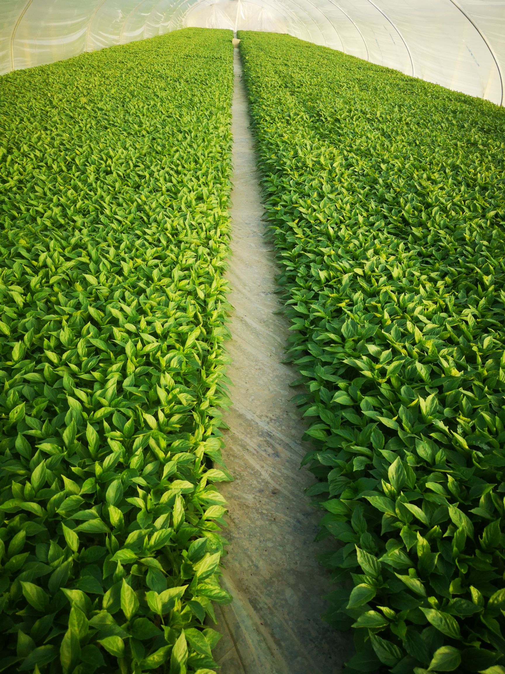 羊角椒苗，产量高，抗病性强，市场表现好，果型匀称，