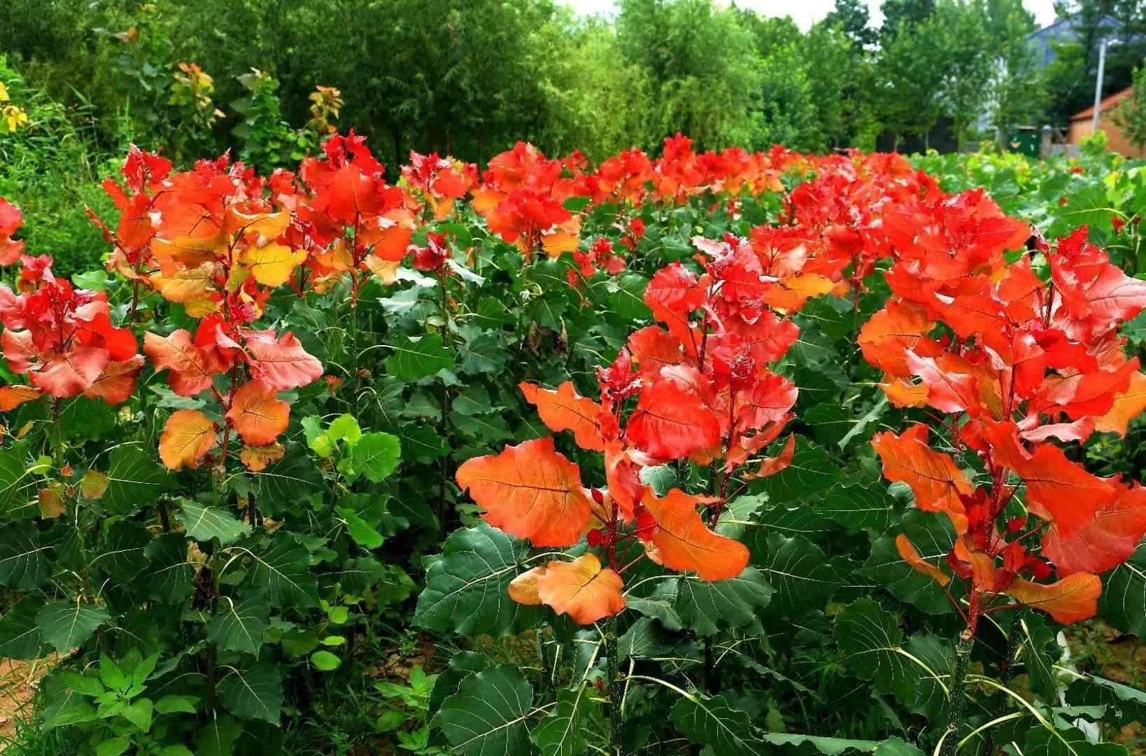 中红杨  冠红杨炫红杨彩红杨供应