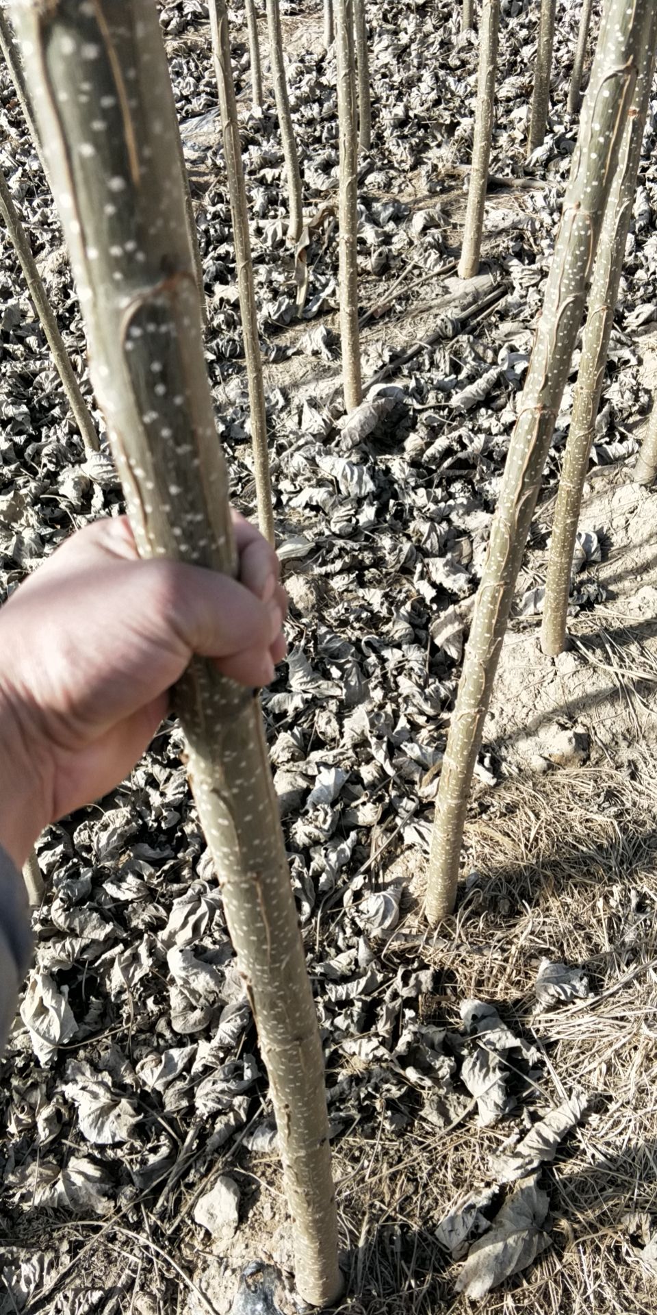 107速生杨 成活率，