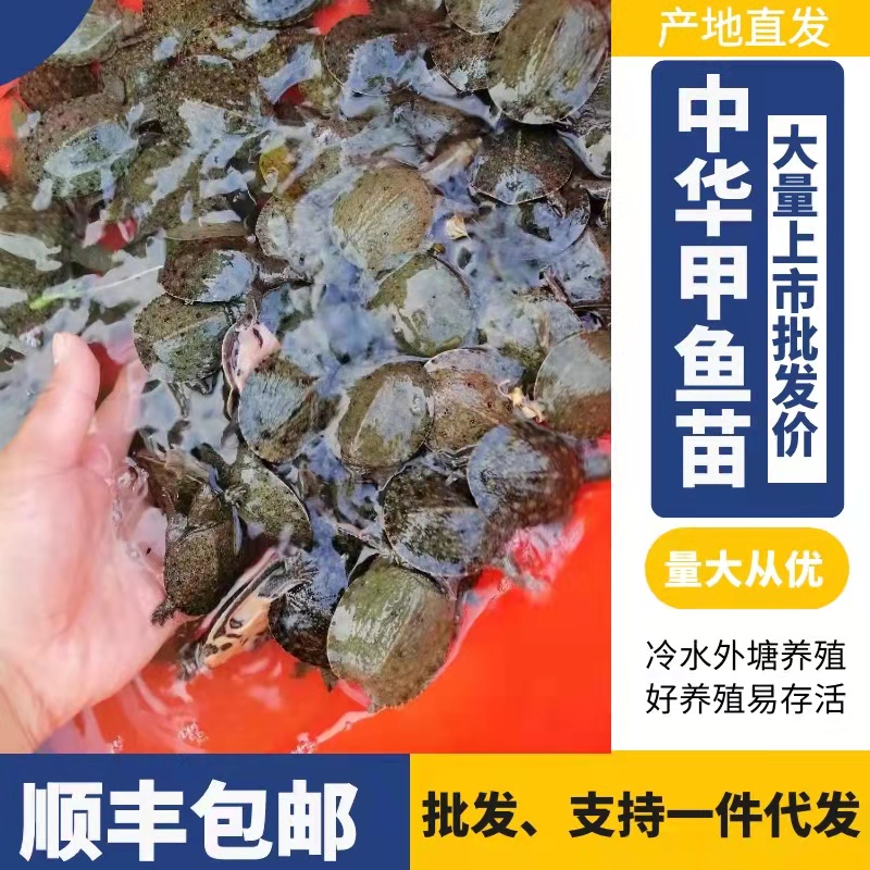外塘冷水黑花甲鱼苗