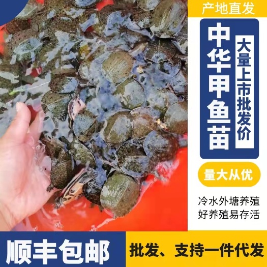 南丰县外塘冷水黑花甲鱼苗