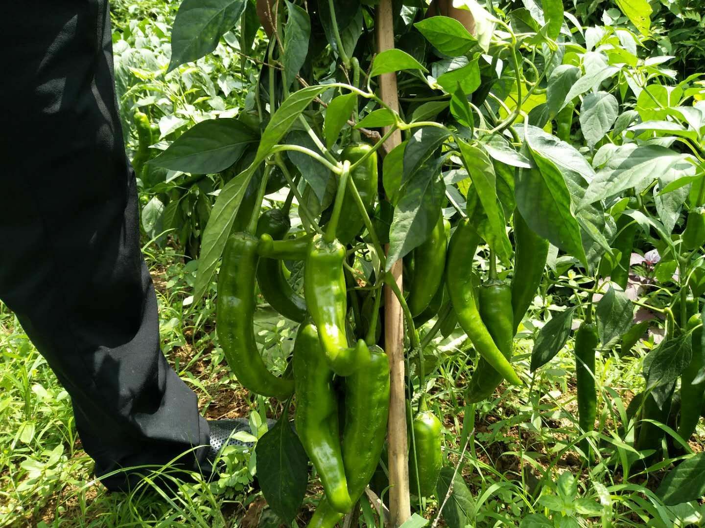 牛角椒苗  大量供应湘研兴疏系列牛角椒长线椒螺丝椒茄苗苦瓜丝瓜西红柿苗