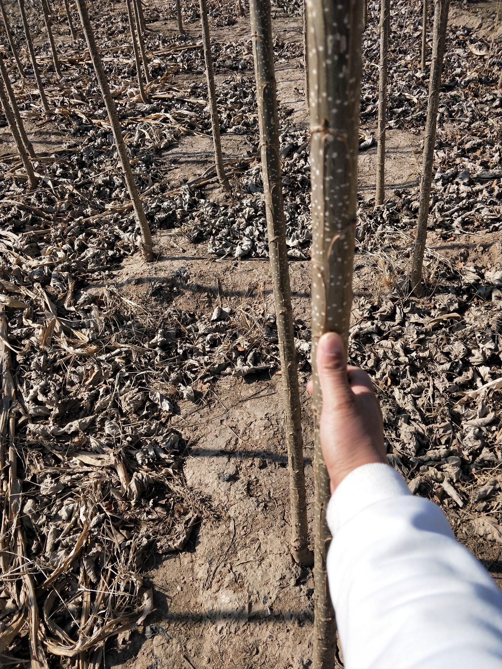 107速生杨 成活率，