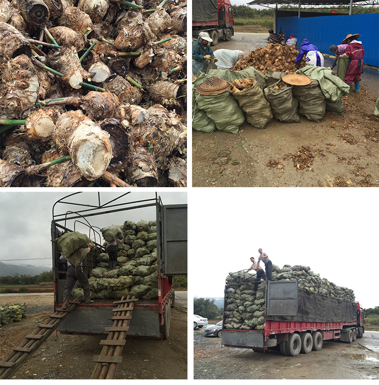 麻竹苗甜竹笋苗地栽户外大型竹苗非毛竹楠竹苗