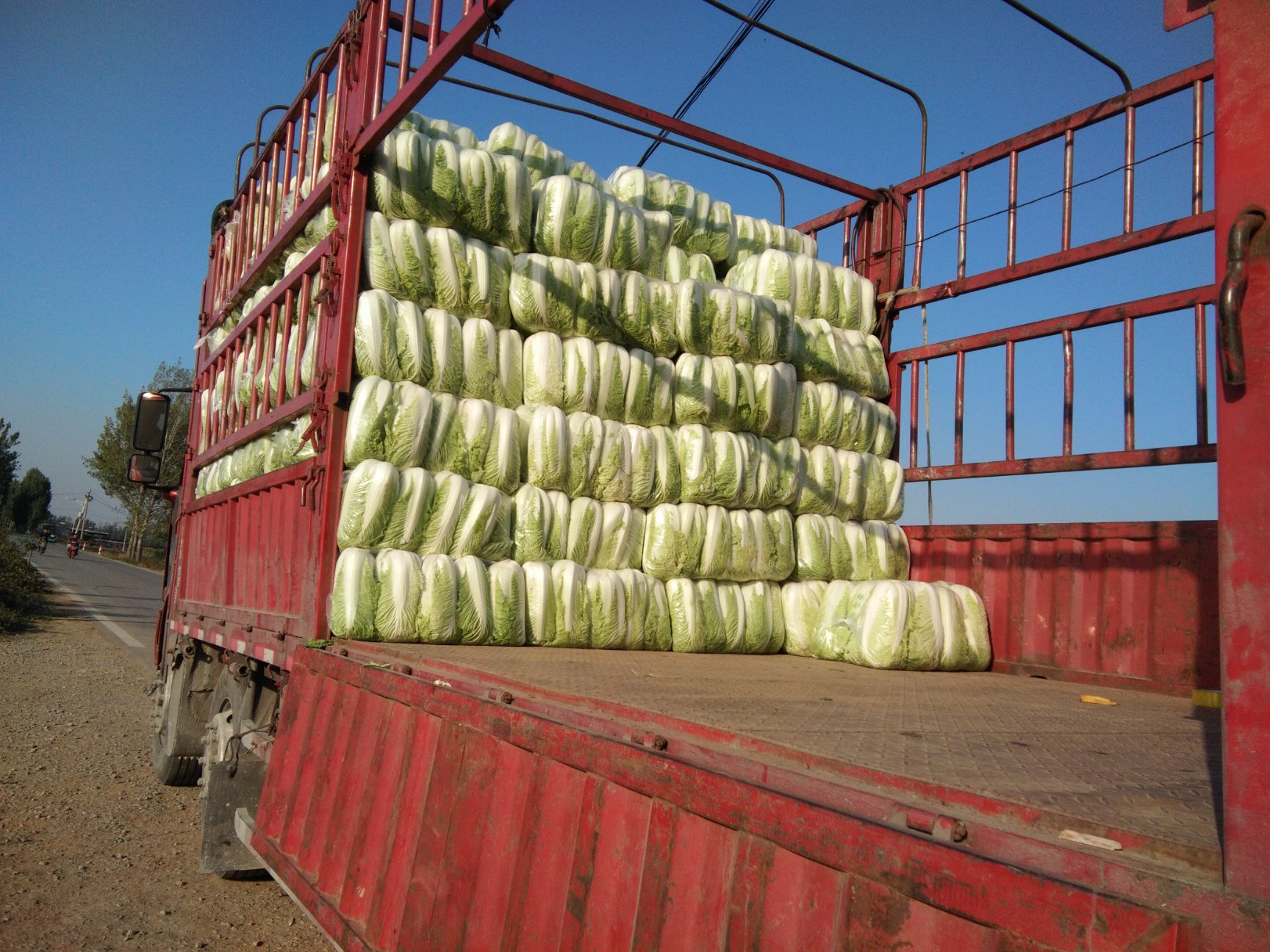 北京新3号  山东济南平阴大量供应北京新三号白菜