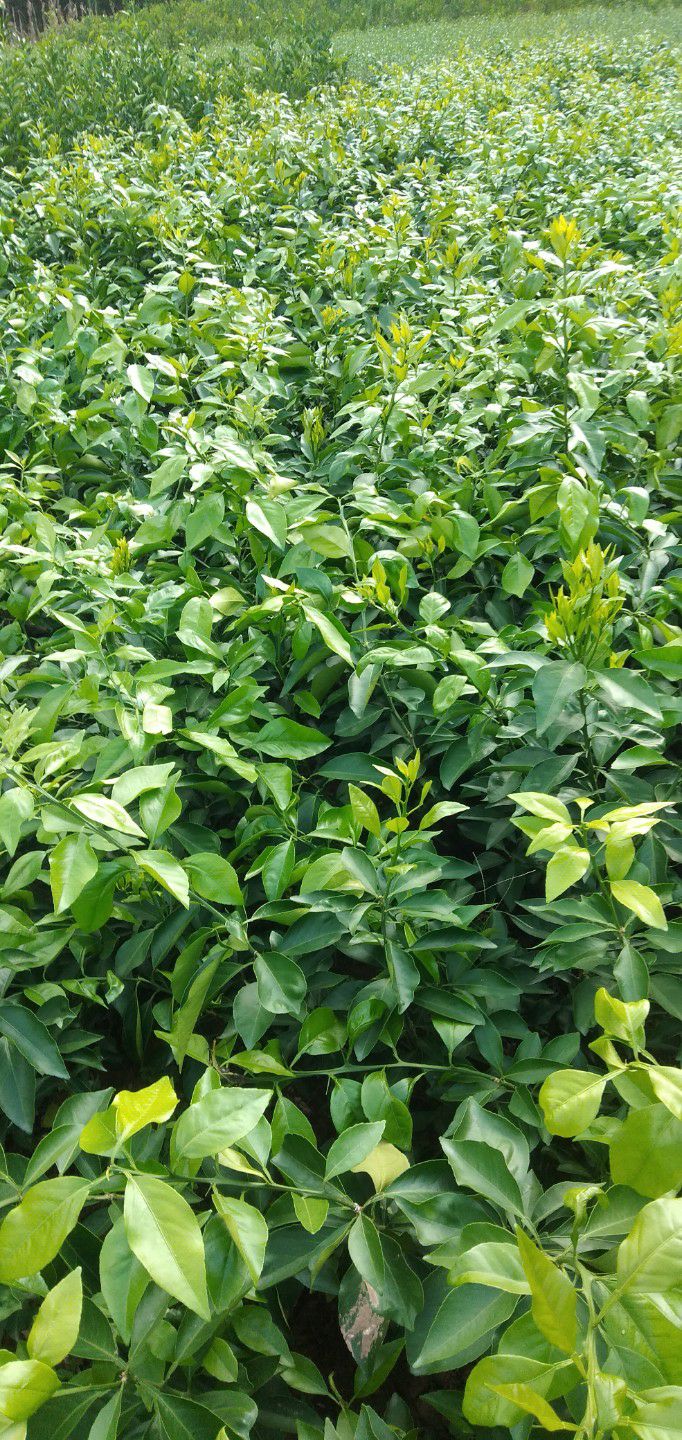 爱媛38号柑桔苗  正宗爱媛38号果冻橙柑桔苗