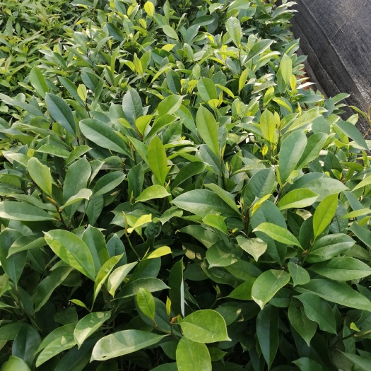广州桢楠  香楠苗，火历楠木苗